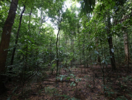 Dipterokarpový les u Khao Chong